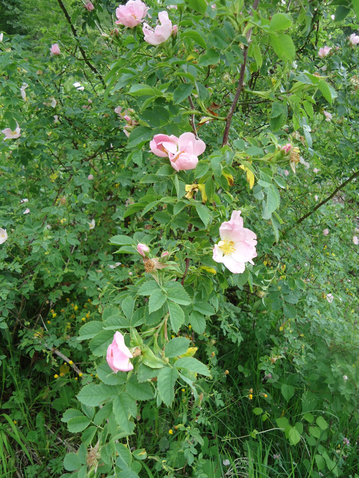 Les fleurs de l’églantier, simples, à cinq pétales blancs ou rosés dégagent un charme naturel. ©Isabelle Corbex / ATMB